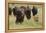 Bison Herd with Calf-Ken Archer-Framed Premier Image Canvas