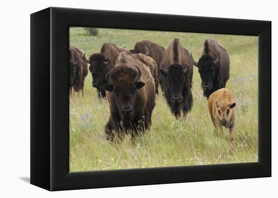 Bison Herd with Calf-Ken Archer-Framed Premier Image Canvas