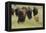 Bison Herd with Calf-Ken Archer-Framed Premier Image Canvas
