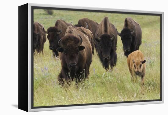 Bison Herd with Calf-Ken Archer-Framed Premier Image Canvas