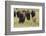 Bison Herd with Calf-Ken Archer-Framed Photographic Print