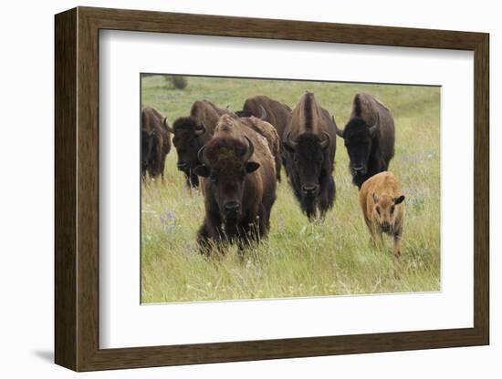 Bison Herd with Calf-Ken Archer-Framed Photographic Print