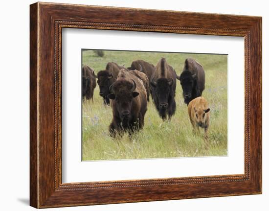 Bison Herd with Calf-Ken Archer-Framed Photographic Print