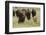 Bison Herd with Calf-Ken Archer-Framed Photographic Print