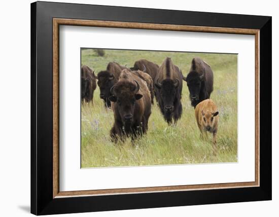 Bison Herd with Calf-Ken Archer-Framed Photographic Print