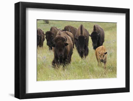 Bison Herd with Calf-Ken Archer-Framed Photographic Print