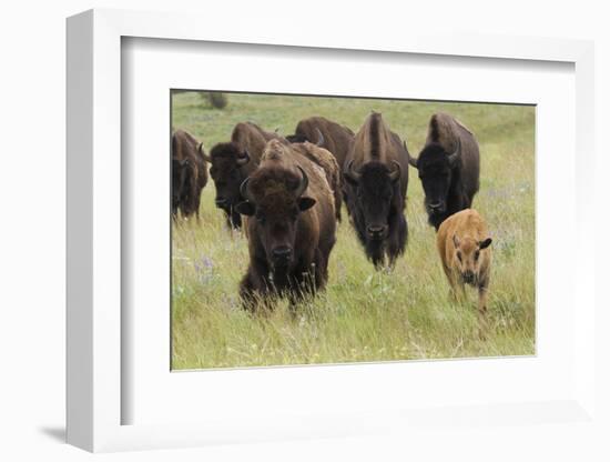 Bison Herd with Calf-Ken Archer-Framed Photographic Print