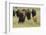 Bison Herd with Calf-Ken Archer-Framed Photographic Print