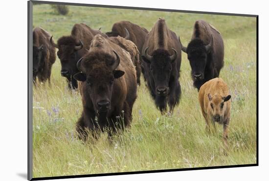 Bison Herd with Calf-Ken Archer-Mounted Photographic Print