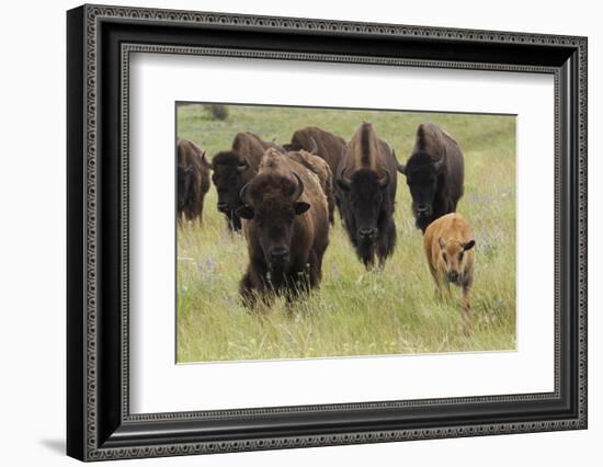 Bison Herd with Calf-Ken Archer-Framed Photographic Print