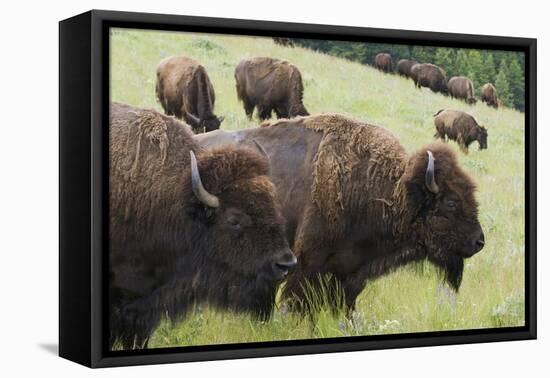 Bison Herd, Yellowstone National Park-Ken Archer-Framed Premier Image Canvas