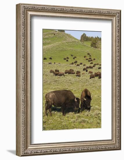 Bison Herd, Yellowstone National Park-Ken Archer-Framed Photographic Print