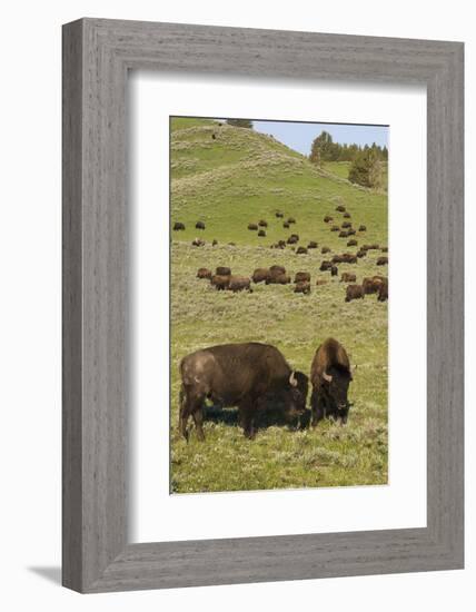 Bison Herd, Yellowstone National Park-Ken Archer-Framed Photographic Print