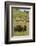 Bison Herd, Yellowstone National Park-Ken Archer-Framed Photographic Print