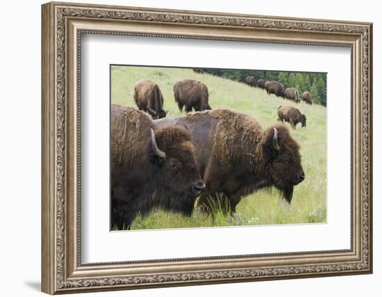 Bison Herd, Yellowstone National Park-Ken Archer-Framed Photographic Print