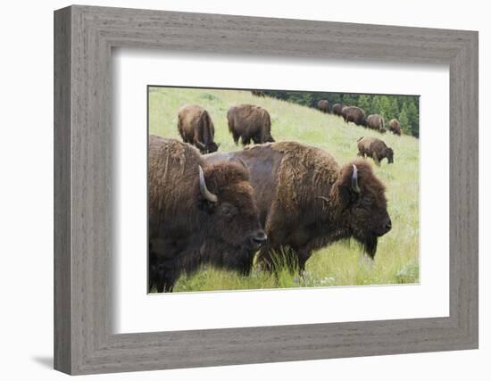 Bison Herd, Yellowstone National Park-Ken Archer-Framed Photographic Print