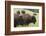 Bison Herd, Yellowstone National Park-Ken Archer-Framed Photographic Print