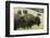 Bison Herd, Yellowstone National Park-Ken Archer-Framed Photographic Print