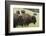 Bison Herd, Yellowstone National Park-Ken Archer-Framed Photographic Print