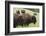 Bison Herd, Yellowstone National Park-Ken Archer-Framed Photographic Print