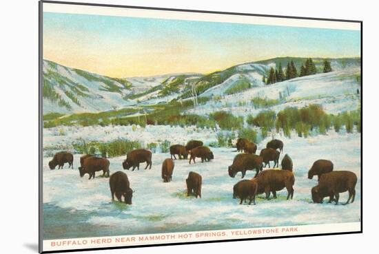 Bison Herd, Yellowstone National Park-null-Mounted Art Print