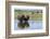 Bison Herd-Ken Archer-Framed Photographic Print