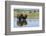 Bison Herd-Ken Archer-Framed Photographic Print