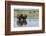 Bison Herd-Ken Archer-Framed Photographic Print