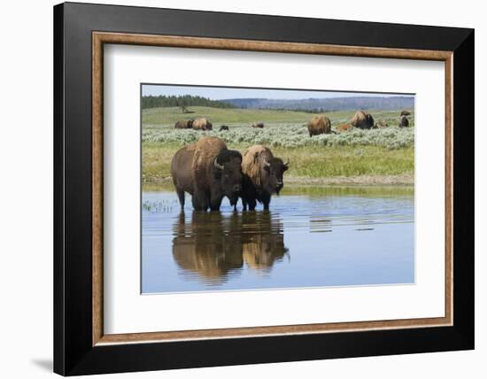 Bison Herd-Ken Archer-Framed Photographic Print