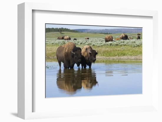 Bison Herd-Ken Archer-Framed Photographic Print