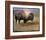 Bison I-Chris Vest-Framed Art Print