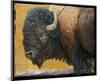 Bison II-Chris Vest-Mounted Art Print