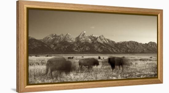 Bison in a Meadow with the Teton Mountain Range as a Backdrop, Grand Teton National Park, Wyoming-Adam Barker-Framed Premier Image Canvas