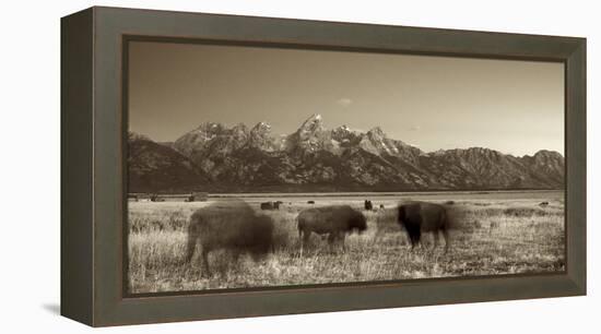 Bison in a Meadow with the Teton Mountain Range as a Backdrop, Grand Teton National Park, Wyoming-Adam Barker-Framed Premier Image Canvas