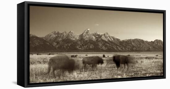 Bison in a Meadow with the Teton Mountain Range as a Backdrop, Grand Teton National Park, Wyoming-Adam Barker-Framed Premier Image Canvas