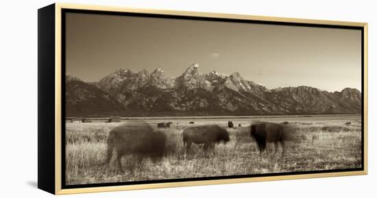 Bison in a Meadow with the Teton Mountain Range as a Backdrop, Grand Teton National Park, Wyoming-Adam Barker-Framed Premier Image Canvas