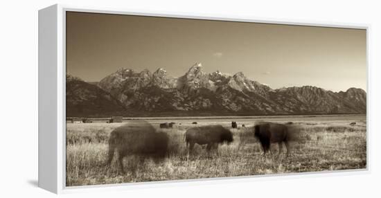 Bison in a Meadow with the Teton Mountain Range as a Backdrop, Grand Teton National Park, Wyoming-Adam Barker-Framed Premier Image Canvas