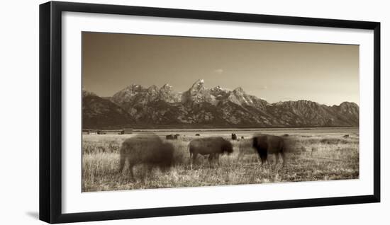 Bison in a Meadow with the Teton Mountain Range as a Backdrop, Grand Teton National Park, Wyoming-Adam Barker-Framed Photographic Print