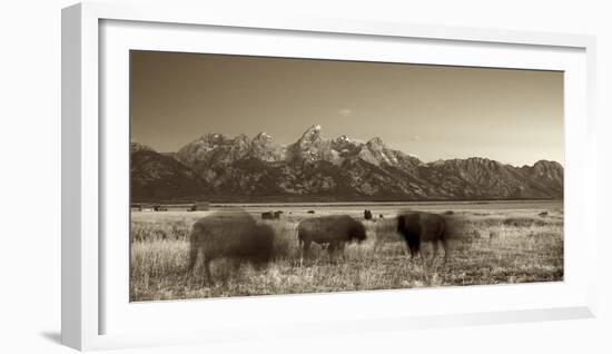 Bison in a Meadow with the Teton Mountain Range as a Backdrop, Grand Teton National Park, Wyoming-Adam Barker-Framed Photographic Print