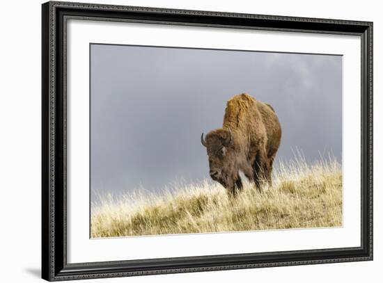 Bison in Fall, Lamar Valley, Yellowstone National Park, Wyoming-Adam Jones-Framed Photographic Print