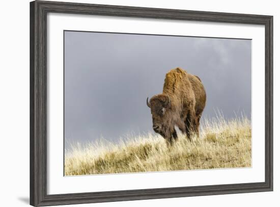 Bison in Fall, Lamar Valley, Yellowstone National Park, Wyoming-Adam Jones-Framed Photographic Print