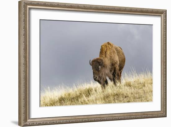 Bison in Fall, Lamar Valley, Yellowstone National Park, Wyoming-Adam Jones-Framed Photographic Print