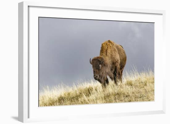 Bison in Fall, Lamar Valley, Yellowstone National Park, Wyoming-Adam Jones-Framed Photographic Print