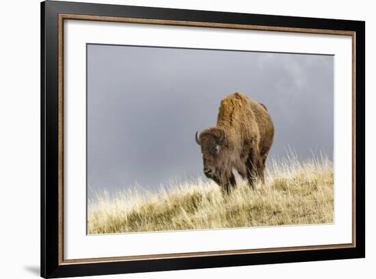 Bison in Fall, Lamar Valley, Yellowstone National Park, Wyoming-Adam Jones-Framed Photographic Print