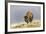 Bison in Fall, Lamar Valley, Yellowstone National Park, Wyoming-Adam Jones-Framed Photographic Print