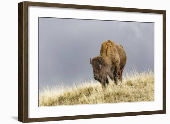 Bison in Fall, Lamar Valley, Yellowstone National Park, Wyoming-Adam Jones-Framed Photographic Print