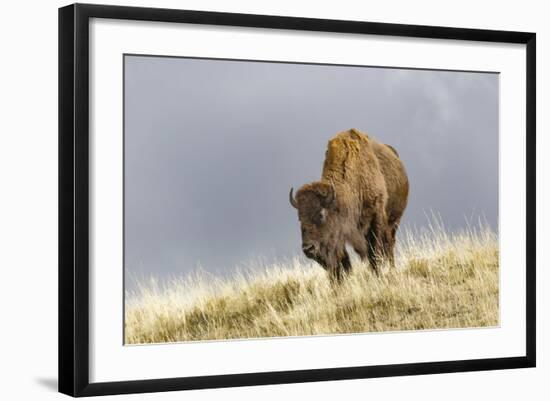 Bison in Fall, Lamar Valley, Yellowstone National Park, Wyoming-Adam Jones-Framed Photographic Print