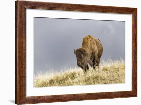 Bison in Fall, Lamar Valley, Yellowstone National Park, Wyoming-Adam Jones-Framed Photographic Print