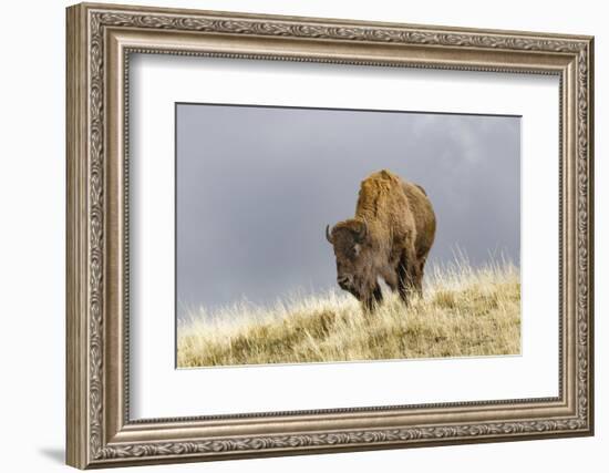 Bison in Fall, Lamar Valley, Yellowstone National Park, Wyoming-Adam Jones-Framed Photographic Print