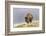 Bison in Fall, Lamar Valley, Yellowstone National Park, Wyoming-Adam Jones-Framed Photographic Print